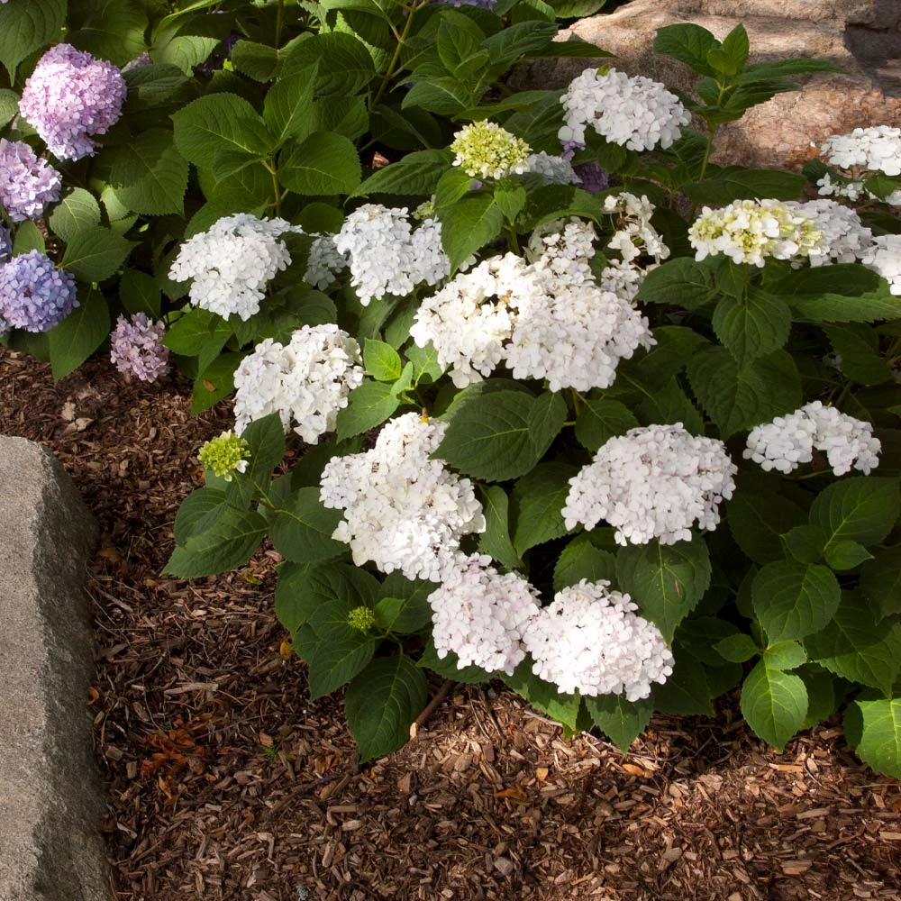 Endless Summer® Blushing Bride Bigleaf Hydrangea Shrub 3 Endless Summer® Blushing Bride Bigleaf Hydrangea Shrub - Image 3