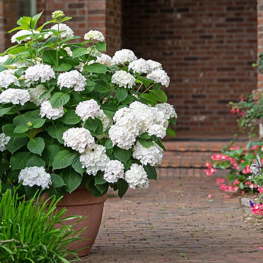 Endless Summer® Blushing Bride Bigleaf Hydrangea Shrub 4 Endless Summer® Blushing Bride Bigleaf Hydrangea Shrub - Image 4