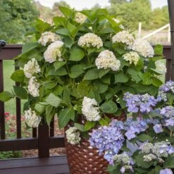 Endless Summer® Blushing Bride Bigleaf Hydrangea Shrub 9 Endless Summer® Blushing Bride Bigleaf Hydrangea Shrub -Blossom Berry Shop Endless Summer Blushing Bride 5
