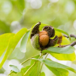 English Walnut Tree -Blossom Berry Shop English Carpathian Walnut 5 FGT