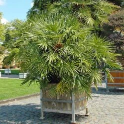 European Fan Palm Tree -Blossom Berry Shop European Fan Palm 5