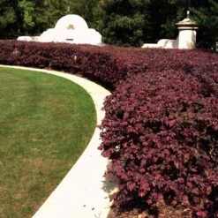 'Ever Red' Loropetalum -Blossom Berry Shop Ever Red Lorepetalum 3