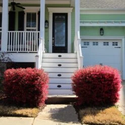 'Ever Red' Loropetalum -Blossom Berry Shop Ever Red Lorepetalum 4