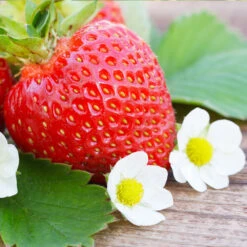 Everbearing Strawberry - USDA Organic -Blossom Berry Shop Everbearing Strawberry 3 FGT d3338e88 8339 4e56 9059 0189b64ead59