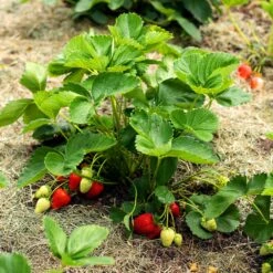 Everbearing Strawberry 9 Everbearing Strawberry -Blossom Berry Shop Everbearing Strawberry 5 FGT