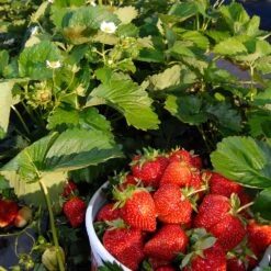 Everbearing Strawberry - USDA Organic -Blossom Berry Shop Everbearing Strawberry 6 BB e2cd8810 5468 47c9 8adf a7c6a52e097a