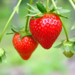 Everbearing Strawberry - USDA Organic -Blossom Berry Shop Everbearing Strawberry 7 FGT