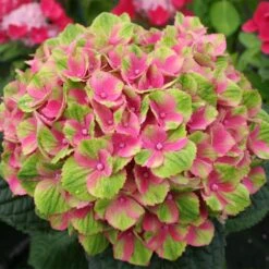 Everlasting® Amethyst Hydrangea Shrub -Blossom Berry Shop Everlasting Amethyst Hydrangea 2