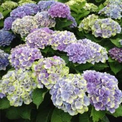 Everlasting® Amethyst Hydrangea Shrub