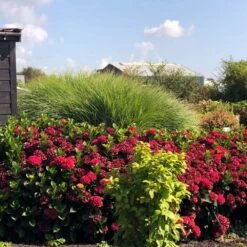 Everlasting® Crimson Ruby Hydrangea Shrub -Blossom Berry Shop Everlasting Crimson Ruby 1