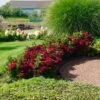 Everlasting® Crimson Ruby Hydrangea Shrub
