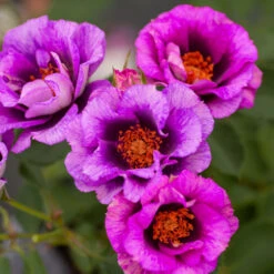 Eyeconic® Plum Lemonade Rose -Blossom Berry Shop Eyeconic Plum Lemonade Rose 2