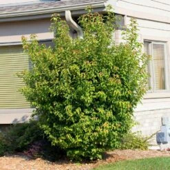 Flame Amur Maple -Blossom Berry Shop Flame Amur 2