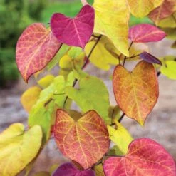 Flame Thrower® Redbud Tree 8 Flame Thrower® Redbud Tree -Blossom Berry Shop Flame Thrower Redbud 3