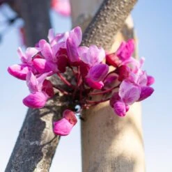 Flame Thrower® Redbud Tree 9 Flame Thrower® Redbud Tree -Blossom Berry Shop Flame Thrower Redbud 5