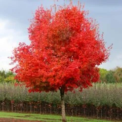 Flashfire® Maple Tree -Blossom Berry Shop Flashfire Maple 1