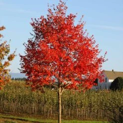 Flashfire® Maple Tree -Blossom Berry Shop Flashfire Maple 2
