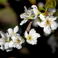 Flavor Queen Pluot® -Blossom Berry Shop Flavor Queen Pluot 3