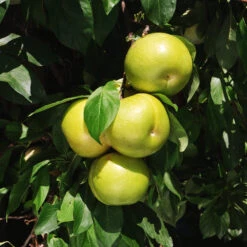 Flavor Queen Pluot® -Blossom Berry Shop Flavor Queen Pluot 4