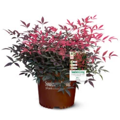 Flirt™ Nandina Shrub -Blossom Berry Shop Flirt Nandina 5