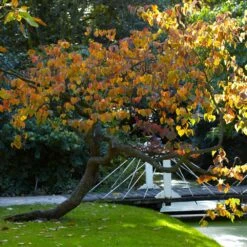 Forest Pansy Redbud -Blossom Berry Shop Forest Pansy Redbud 2