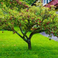 Fuji Apple Tree - USDA Organic 8 Fuji Apple Tree - USDA Organic -Blossom Berry Shop Fuji Apple 6