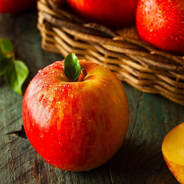 Fuji Apple Tree - USDA Organic 1 Fuji Apple Tree - USDA Organic