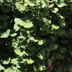 Goldspire™ Ginkgo Tree -Blossom Berry Shop GOldspire Ginkgo Tree 8