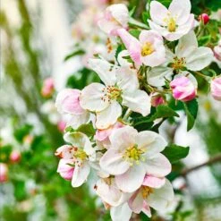 Gala Apple Tree 8 Gala Apple Tree -Blossom Berry Shop Gala Apple 4 25dbde7e 38bf 45c3 84f9 f93f35d6ec5b