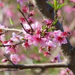 Galaxy Peach Tree 11 Galaxy Peach Tree -Blossom Berry Shop Galaxy Peach Tree 1