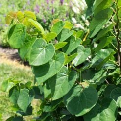 Garden Gems® Emerald Redbud Tree -Blossom Berry Shop Garden Gems Emerald 1