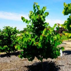 Garden Gems® Emerald Redbud Tree -Blossom Berry Shop Garden Gems Emerald 3