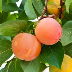 Giant Fuyu Persimmon Tree -Blossom Berry Shop Giant Persimmon 1