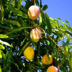 Salsa Kit -Blossom Berry Shop Glenn Mango 6