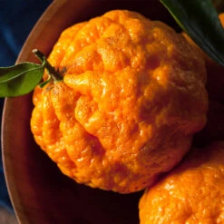 Gold Nugget Mandarin Tree -Blossom Berry Shop Gold Nugget Manderine Tree 4 FGT