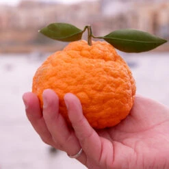 Gold Nugget Mandarin Tree -Blossom Berry Shop Gold Nugget Manderine Tree 7