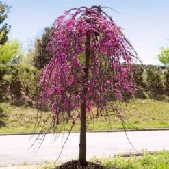 Golden Falls® Redbud Tree -Blossom Berry Shop Golden Falls Redbud 4