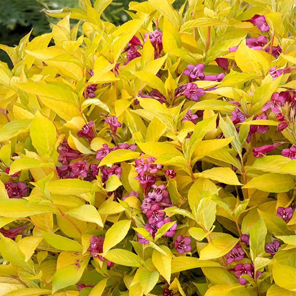 Golden Jackpot® Weigela Shrub 2 Golden Jackpot® Weigela Shrub - Image 2