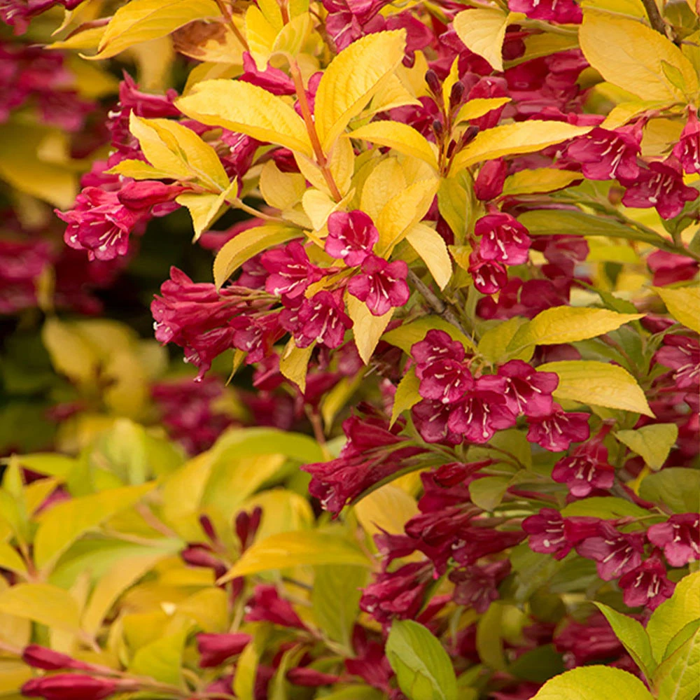 Golden Jackpot® Weigela Shrub 3 Golden Jackpot® Weigela Shrub - Image 3