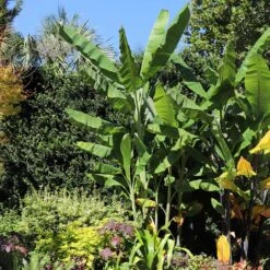 Grand Nain 'Naine' Banana Tree -Blossom Berry Shop Grand Naine Nain Banana 7 FGT