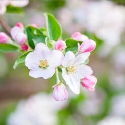 Granny Smith Apple Tree -Blossom Berry Shop Granny Smith Apple 5