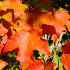 Green Mountain Sugar Maple Tree -Blossom Berry Shop Green Mountain Sugar Maple 2