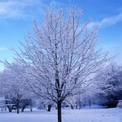 Green Mountain Sugar Maple Tree -Blossom Berry Shop Green Mountain Sugar Maple 5