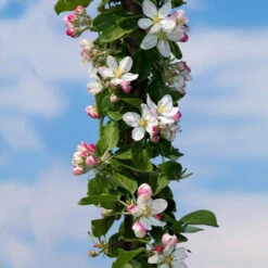 Tangy Green Columnar Apple Tree -Blossom Berry Shop Green Columnar Apple 3 2c673a4e 9106 4f10 9c97 730edd9ddd0f