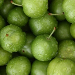 Green Gage Plum -Blossom Berry Shop Green Gage Plum 4