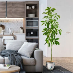 Smoothie Kit -Blossom Berry Shop Hass Avocado 1 FGT