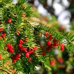Hicks Yew Tree -Blossom Berry Shop Hicks Yew7 FGT