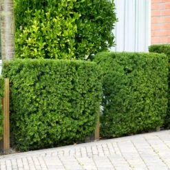 Hicks Yew Tree -Blossom Berry Shop Hicks Yew 4 FGT