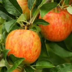 Honeycrisp™ & Cortland Twisted Apple Tree -Blossom Berry Shop Honeycrisp Apple 1 FGT b4d7a1c1 1acb 4110 bf40 3d2f68cb3e7f
