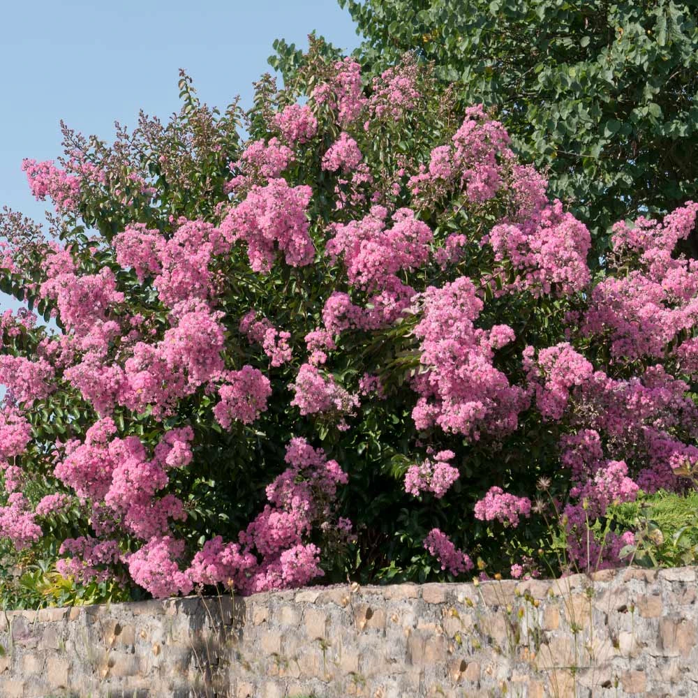 Hopi Crape Myrtle 3 Hopi Crape Myrtle - Image 3